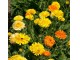 Seme za cveće 5 kesica Neven - mešavina - Calendula officinalis 2632 slika 2