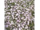 Seme za cveće 5 kesica Šlajer mešavina Franchi Sementi Virimax slika 2
