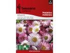 Seme za cveće Bela Rada - mešavina - Bellis perennis 2570