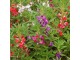 Seme za cveće Blazamina kamelija mešavina 5 kesica Franchi Sementi Virimax slika 3