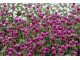 Seme za cveće Gomfrena mešavina - 5 kesica Virimax Franchi Sementi slika 1