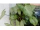 Singonijum, velika biljka sa slike slika 2