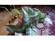 Singonijum, velika biljka sa slike slika 1