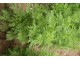 Slatki pelin - Artemisia annua slika 1