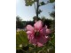 Slez ukrasni-Alcea rosea-mix seme 100 kom slika 2