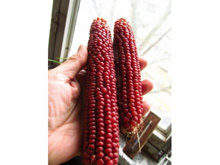 Smeđe crveni kukuruz, stara sorta s juga Srbije, seme
