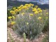 Smilje ( Kari biljka ) Helichrysum italicum seme slika 1