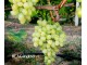 Stono grožđe ` BLAGOVEST`  reznica slika 1