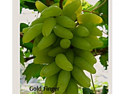 Stono grožđe `GOLD FINGER`  reznice
