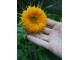 Suncokret ukrasni `Teddy Bear`, 15 semena slika 2