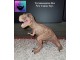 T-Rex New Canna Toys - TOP PONUDA slika 1