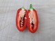 Tam Jalapeno - Chili pepper 20 semenki slika 3
