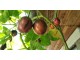 Tamarilo drvo paradajz 20 semena slika 3