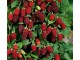 Tayberry - bobičasto voće (100 semenki) slika 2