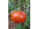 Tigarela gigat, paradaj, seme 10 komada slika 1