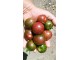 Tigerella paradajz (seme) Heirloom stara sorta slika 1