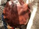 Torba od debele koze braon boje iz Spanije slika 2