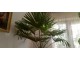 Trachycarpus fortunei (ili lepezasta palma) slika 2