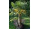 Trachycarpus fortunei (seme) slika 1