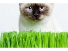 Trava za mačke (bio) 1000 semenki - 25gr.