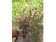 Tulsi, indijski sveti bosiljak, seme 15 komada slika 1
