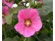 Ukrasni slez - Alcea rosea pink SEME slika 1