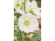 Ukrasni slez - Alcea rosea white SEME slika 3