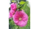 Ukrasni slez (Althea rosea) 50 semena slika 1