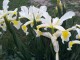 Visoki Iris zuto-beli 50 semena slika 1