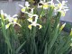 Visoki Iris zuto-beli 50 semena slika 2