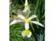 Visoki beli sibirski iris - 1 rizom slika 1