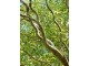 Vrba kovrdžava - Salix matsudana Tortuosa slika 2