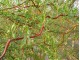 Vrba kovrdžava - Salix matsudana Tortuosa slika 3