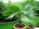 Washingtonia filifera - California fan palm (seme) slika 1