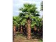 Washingtonia robusta - Mexican fan palm (seme) slika 1
