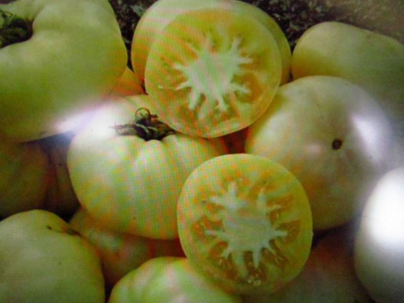 White tomesol paradajz, seme 10 komada