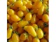 Yellow pear - Zuta kruska paradajz - 15 semenki slika 1