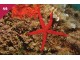ŽIVOTINJSKO CARSTVO 2016 br.046 Crvena morska Zvezda slika 1