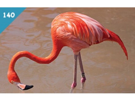 ŽIVOTINJSKO CARSTVO 2016 br.140 Karipski Flamingo