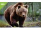 ŽIVOTINJSKO CARSTVO 2016 br.205 Mrki Medved slika 1