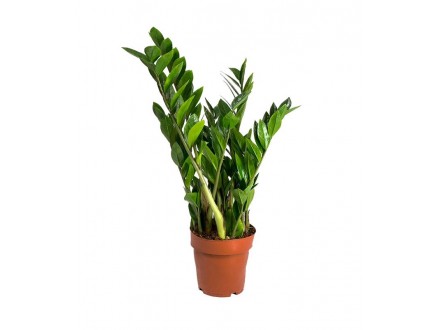Zamioculcas zamiifolia 35cm