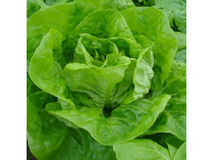 Zelena salata nansen - seme 5 kesica Villager 004304