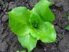 Zelena salata, starinska ledenka, seme 0,2 grama