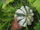 Zeleno bela pottison tikvica, seme 6 komada slika 1