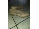 Ženske kožne cipele br.36.marke:Graceland slika 2
