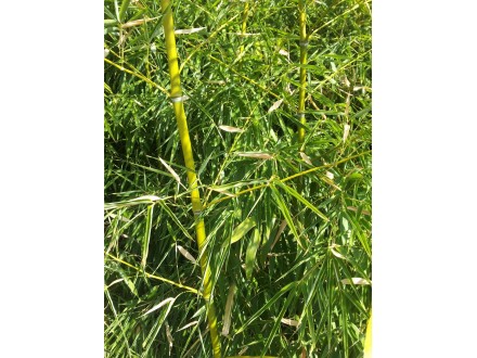 Zlatni bambus rizom sa izdankom