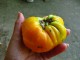 Žuti krupni paradajz, stara sorta, seme 10 kom. slika 1