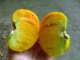 Žuti krupni paradajz, stara sorta, seme 10 kom. slika 2