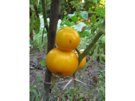 Žuti paradajz jabučar stare sorte, seme 10 komada