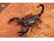a ŽIVOTINJSKO CARSTVO 2016 br.021 Kraljevski Škorpion slika 1